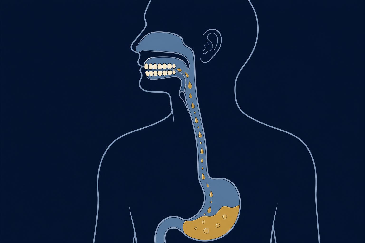 Illustration of a side profile showing stomach acid travelling up the oesophagus from the stomach toward the mouth and teeth